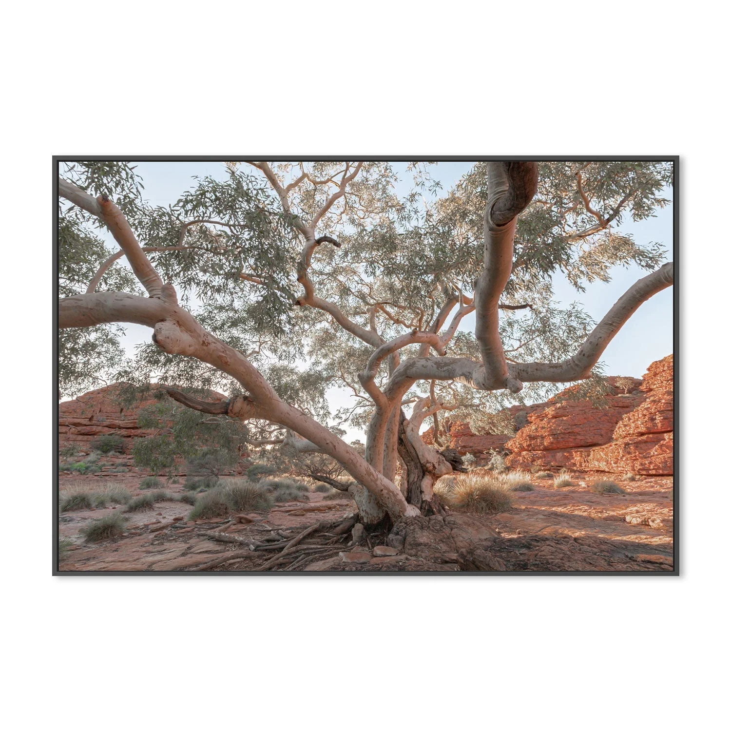 Twisting Gum Tree - Image 6
